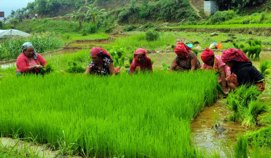 किसानलाई रोपाइँको धमाधम